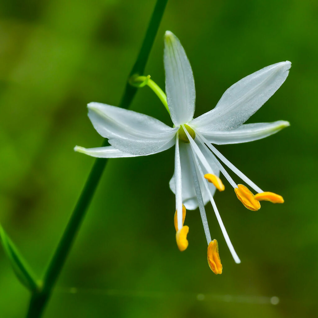 Blumiges