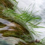 Wasser - Green