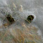 Wasser - Eisgeister