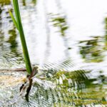 Wasser - Green