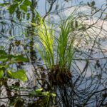 Wasser - Green
