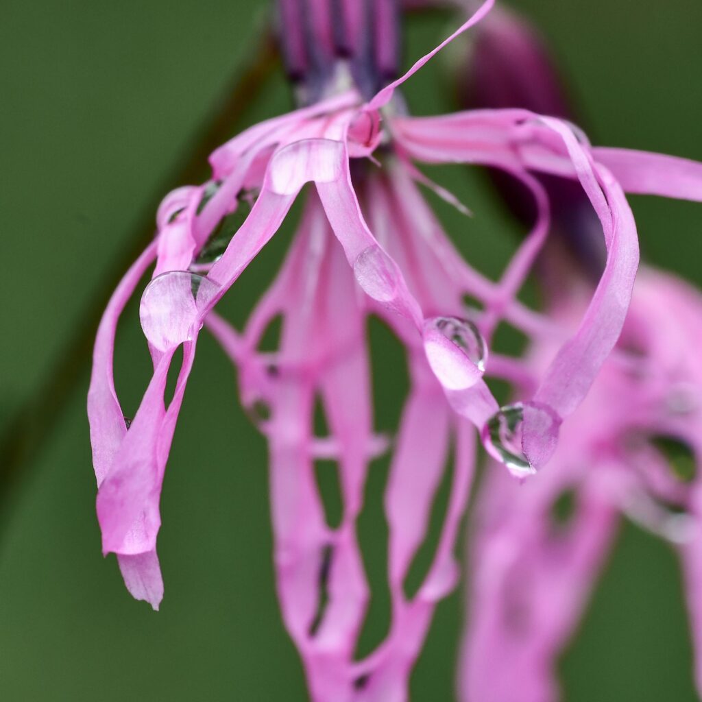 Tropfen auf Blüte