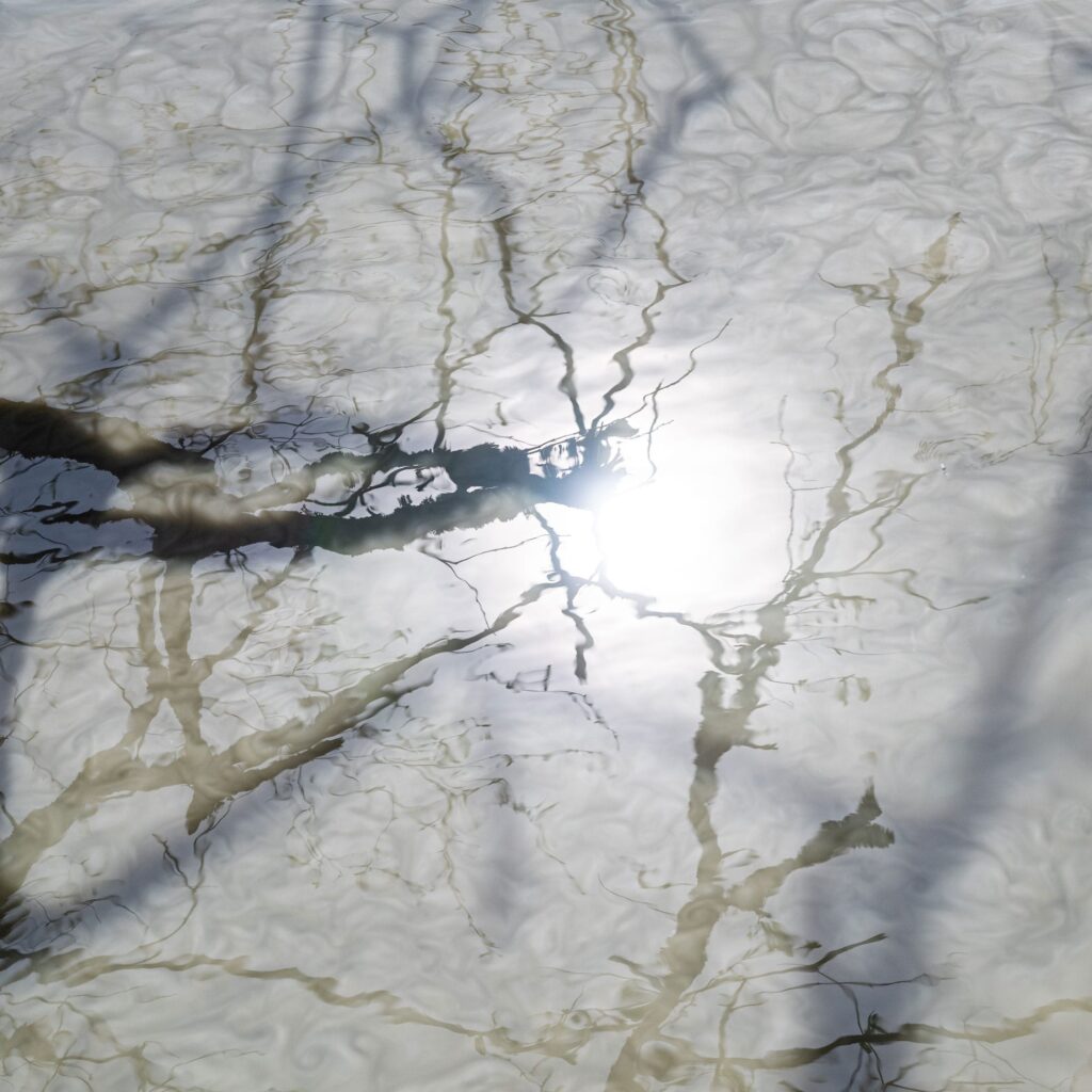 Baum im Wasser gespiegelt